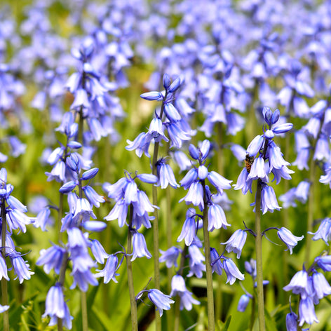 Hasenglöckchen (Hyacinthoides) Hasenglöckchen (Hyacinthoides)