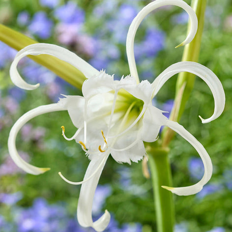 Hymenocallis (Spinnenlilien) Hymenocallis (Spinnenlilien)