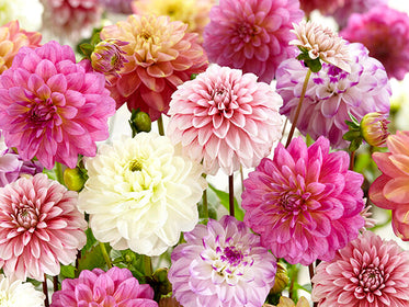 Dahlien