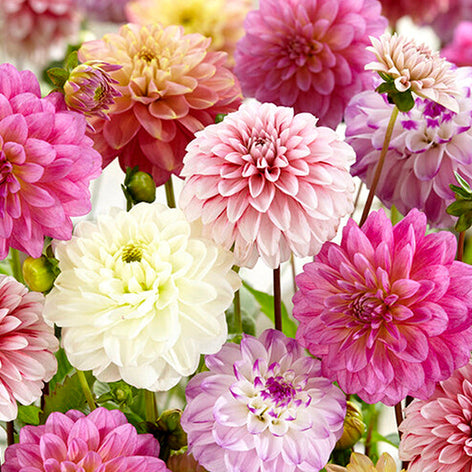 Dahlien