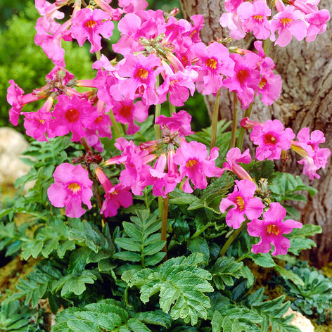 Incarvillea - Freilandgloxinie kaufen