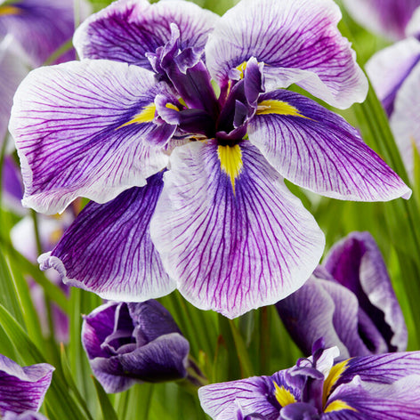 Japanische Sumpf-Schwertlilie (Iris ensata) Japanische Sumpf-Schwertlilie (Iris ensata)