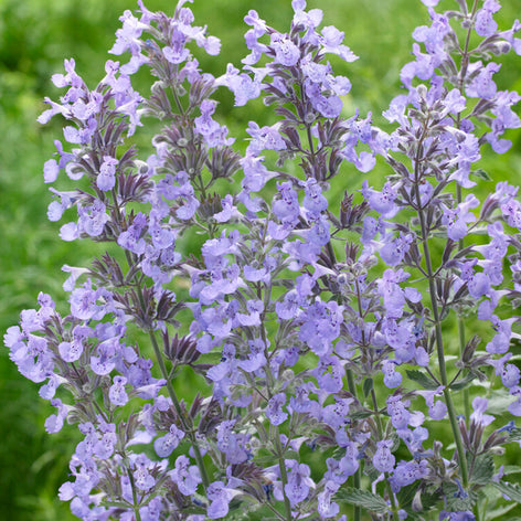 Nepeta (Katzenminze) online bestellen