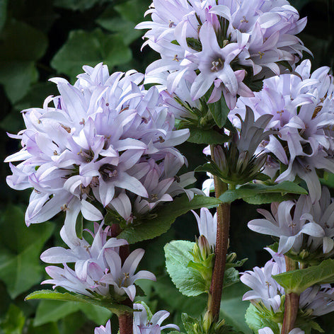 Glockenblume (Campanula)