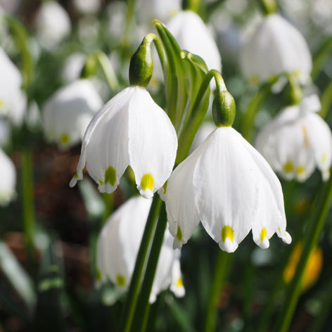 Leucojum (Märzenbecher) Die Leucojum ‚Gravetye Giant‘ (Sommerknotenblume), verdiente Preisträgerin des ‚Award of Garden Merit‘ der ‚Royal Horticultural Society‘, ist eine besonders schöne Knotenblume.