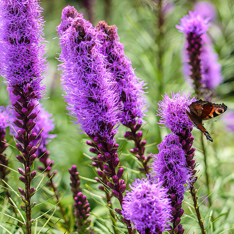 Kaufen Liatris (Prachtscharte)