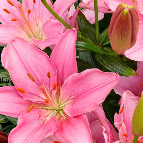 Lilien Lilie Blumenzwiebeln kaufen