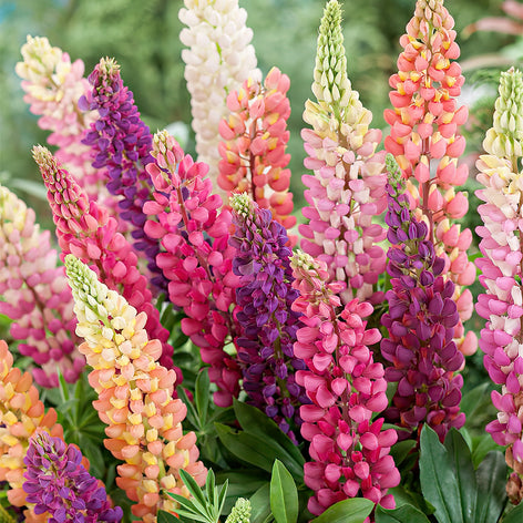 Lupine (Lupinus) Kaufen Lupine (Lupinus)