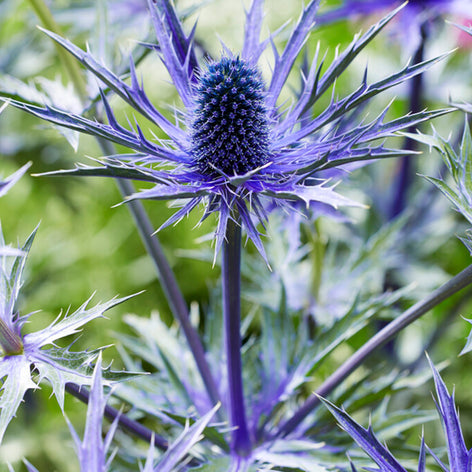 Mannstreu (Eryngium) - Edeldistel Online bestellen
