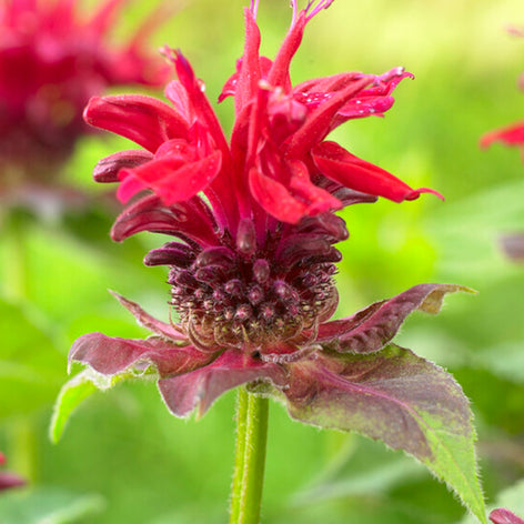 Indianernessel kaufen - Monarda | Stauden von DutchGrown