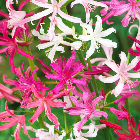 Nerine (Guernseylilie) Blumenzwiebeln kaufen