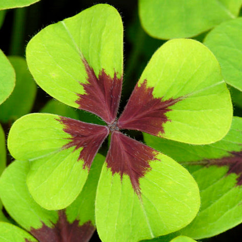 Oxalis Sauerklee Glücksklee