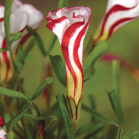 Oxalis (Sauerklee) Oxalis (Sauerklee) Blumenzwiebeln