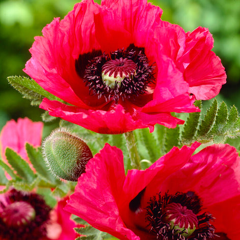 Papaver (Orientalischer Mohn) Kaufen Papaver (Orientalischer Mohn)
