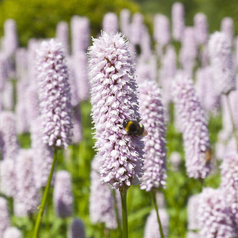 Persicaria (Knöterich)