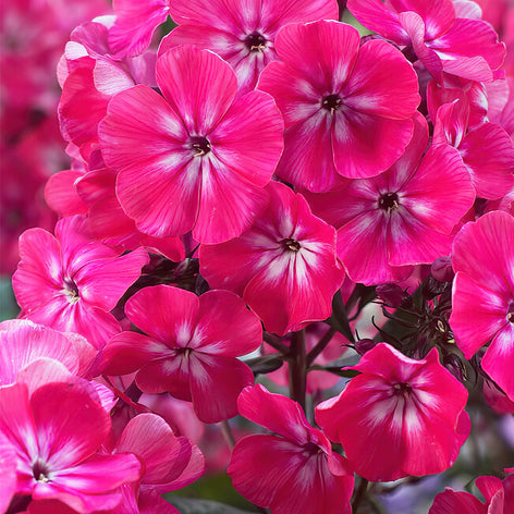 Flammenblume (Phlox) Kaufen Flammenblume (Phlox)