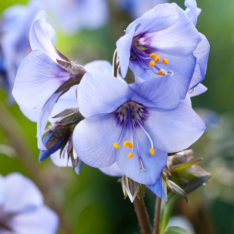 Polemonium (Jakobsleiter) bestellen