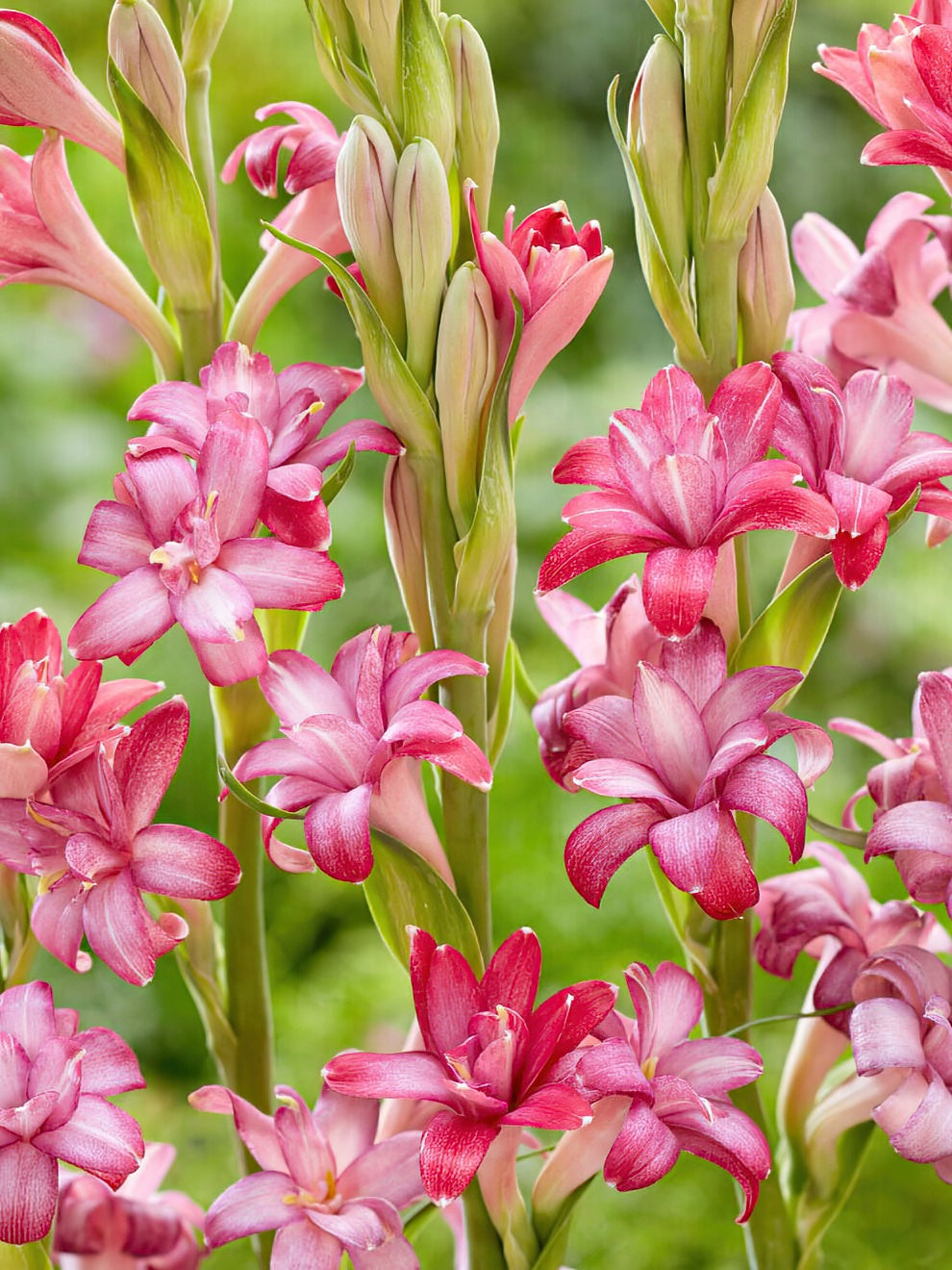 Polianthes Tuberose zwiebeln kaufen online | DutchGrown™