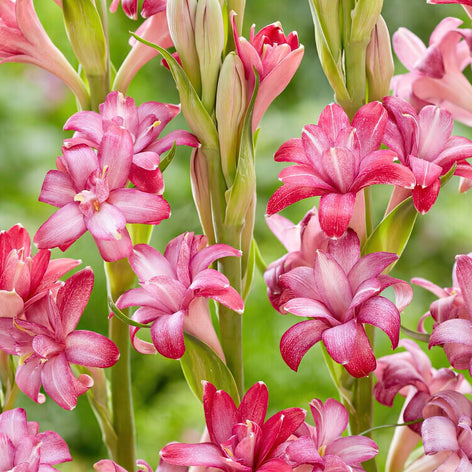 Polianthes Tuberose Blumenzwiebeln