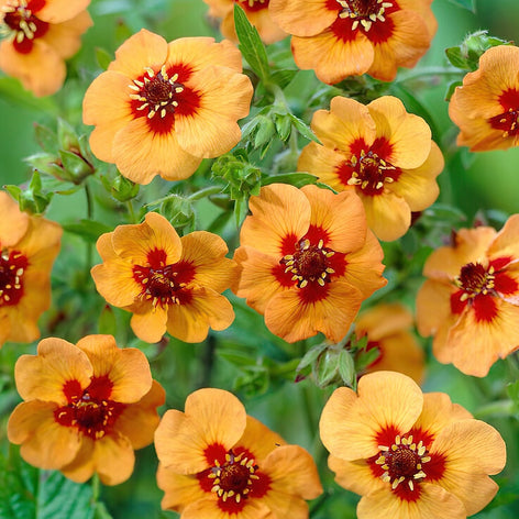 Fingerkräuter (Potentilla) Kaufen Fingerkräuter (Potentilla)