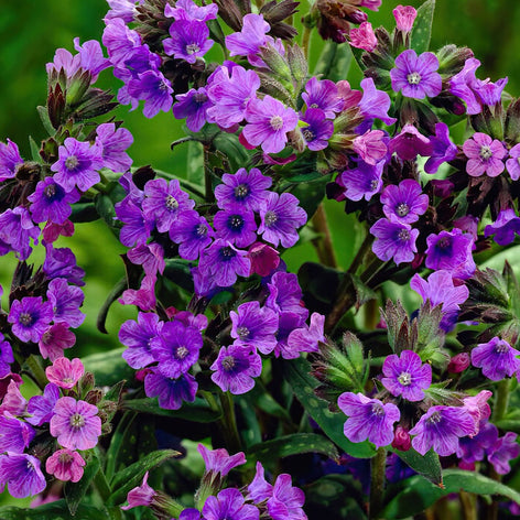 Pulmonaria (Lungenkraut) Kaufen Pulmonaria (Lungenkraut)