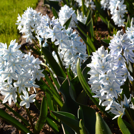 Puschkinie (Kegelblume) Puschkinie (Kegelblume)