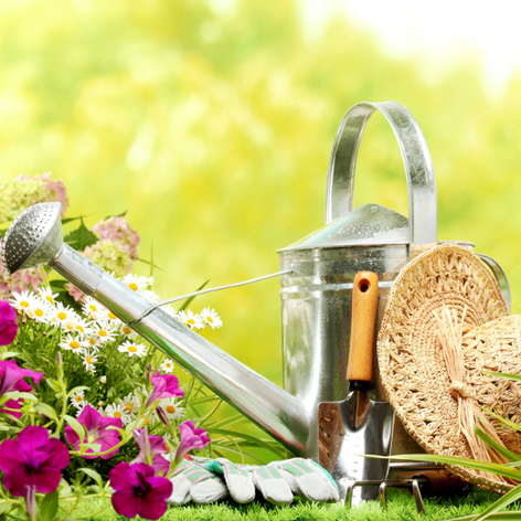 Alle Sommerblüher Alle Sommerblüher