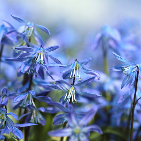 Blaustern (Scilla) Blaustern (Scilla)
