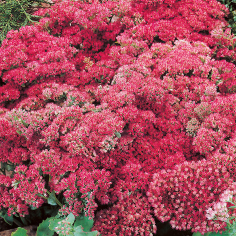 Sedum (Fettblatt) kaufen 