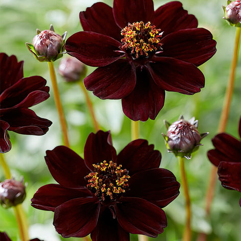 Seltene und exotische Blumenzwiebeln und Stauden