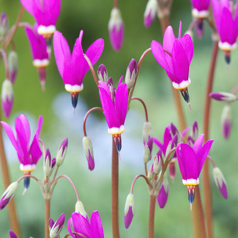 Götterblume (Dodecatheon) Stauden