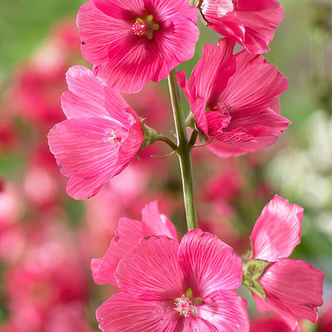 Präriemalven (Sidalcea) Kaufen Präriemalven (Sidalcea)