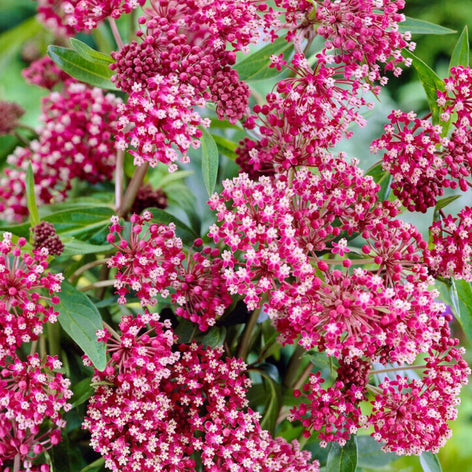 Asclepias (Seidenpflanze) Kaufen Asclepias (Seidenpflanze)