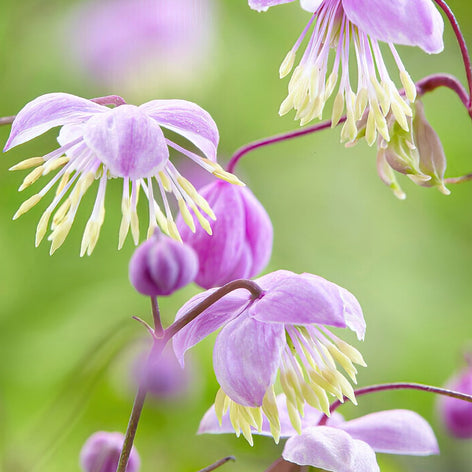 Thalictrum (Wiesenraute) Kaufen Thalictrum (Wiesenraute)