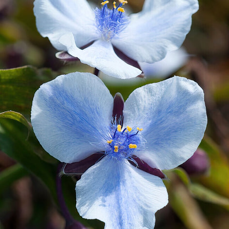 Kaufen Spinnenlilie (Tradescantia)