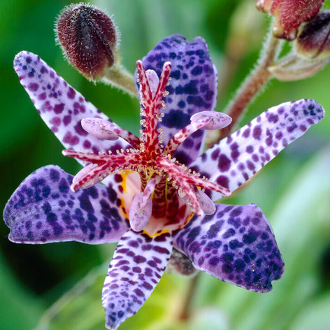 Kaufen Tricyrtis (Krötenlilie)