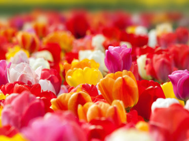 Tulpenzwiebeln 