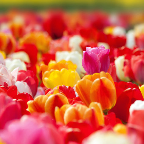 Tulpen Tulpenzwiebeln