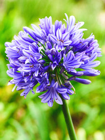 Agapanthus (Schmucklilie) Blau