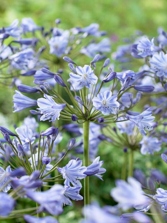 Schmucklilie Kaufen Agapanthus Blau