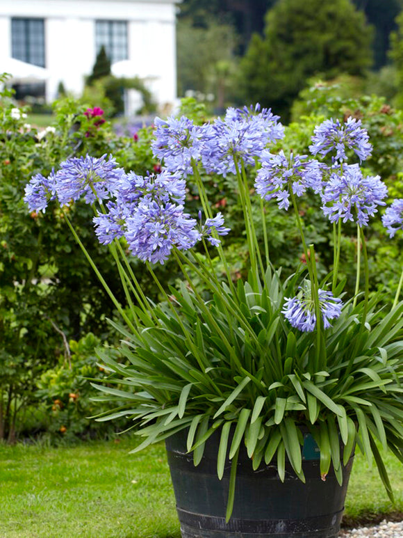 Schmucklilie Agapanthus Blau 