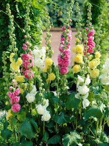 Stockrose Alcea Rosea Chaters doppelt gemischt