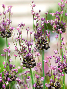 Allium Art (Zierlauch)