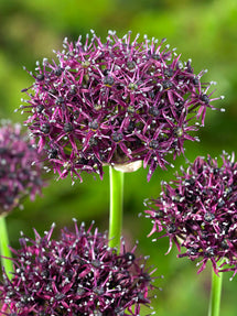 Allium Atropurpureum (Zierlauch)