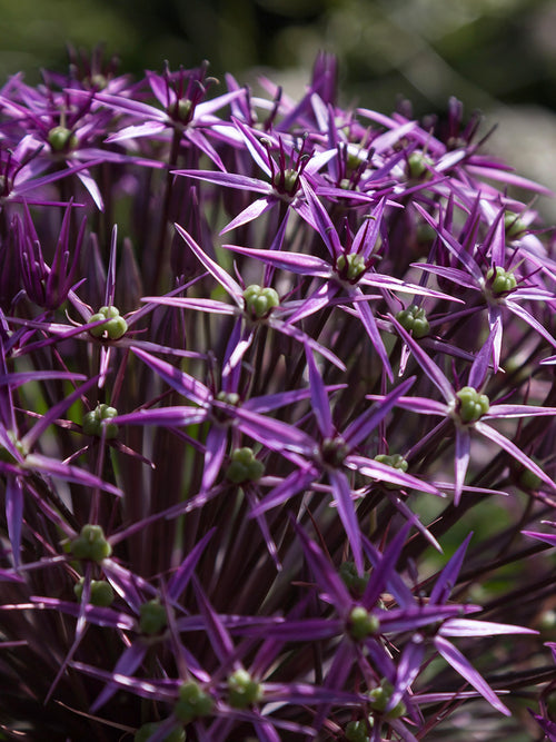 Allium Gladiator Sensation Blumenzwiebeln