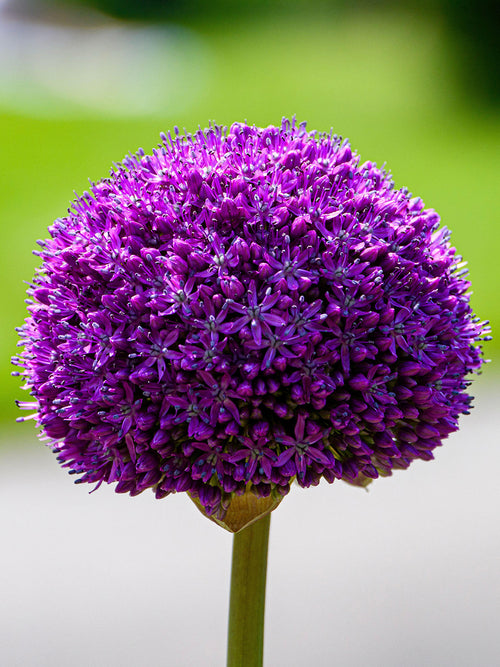 Kaufen Sie Allium Gladiator Sensation Blumenzwiebeln