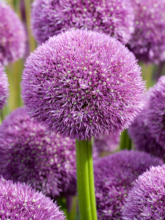 Allium Pinball Wizard