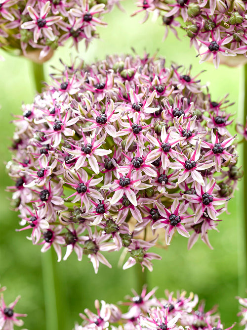 Allium Starlight Blumenzwiebeln