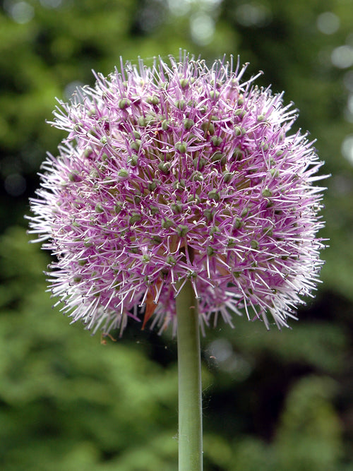 Kaufen Sie Allium Stipitatum Glory of Pamir