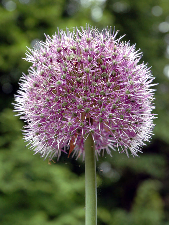 Kaufen Sie Allium Stipitatum Glory of Pamir